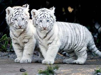 Bébé tigre blanc
