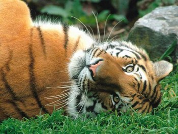 tigre
