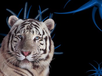 Tigre blanc
