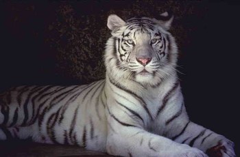 Encore un trop beau