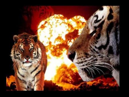 Tigre