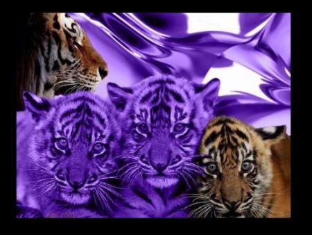 Tigre