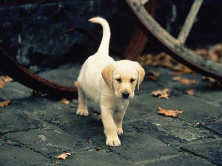 Bébé chien