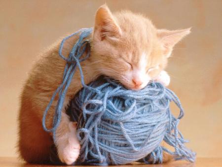 Bébé chat