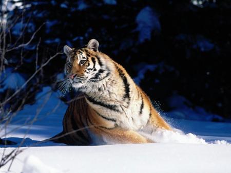 Tigre dans la neige